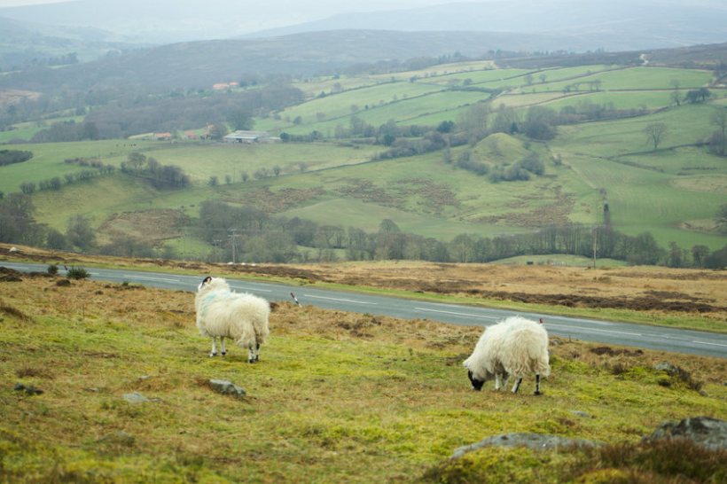 The SFI scheme only equates to around 10 percent of most upland farmers’ BPS payments, the NFU warns