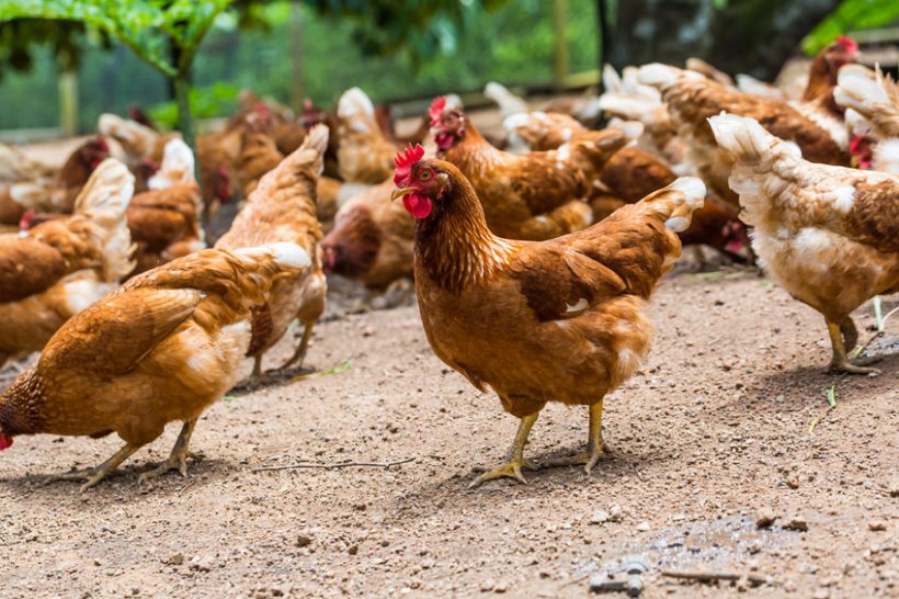 The government has confirmed 71 cases of avian influenza in England since the start of the winter bird flu season