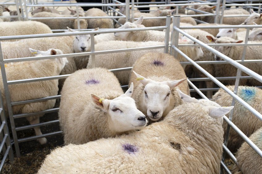 Livestock rustling still remains one of the costliest crimes affecting British farmers, after machinery theft