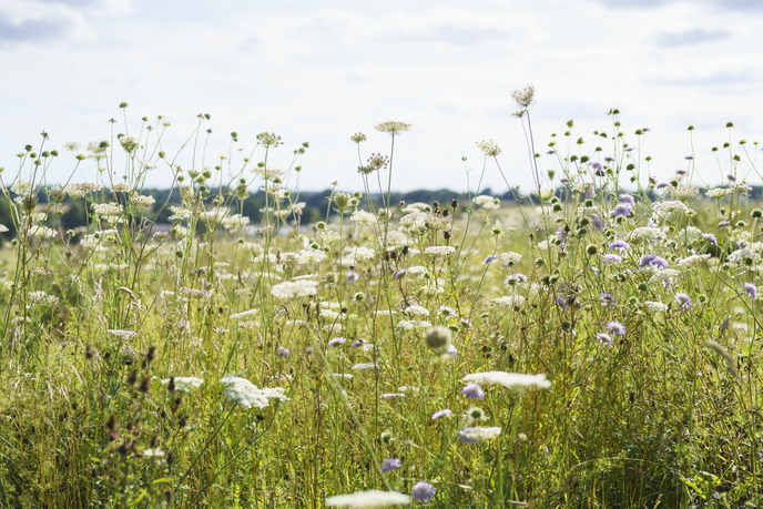 The group of 35 farmers have provided an area greater than Cambridge for farmland wildlife, the report says