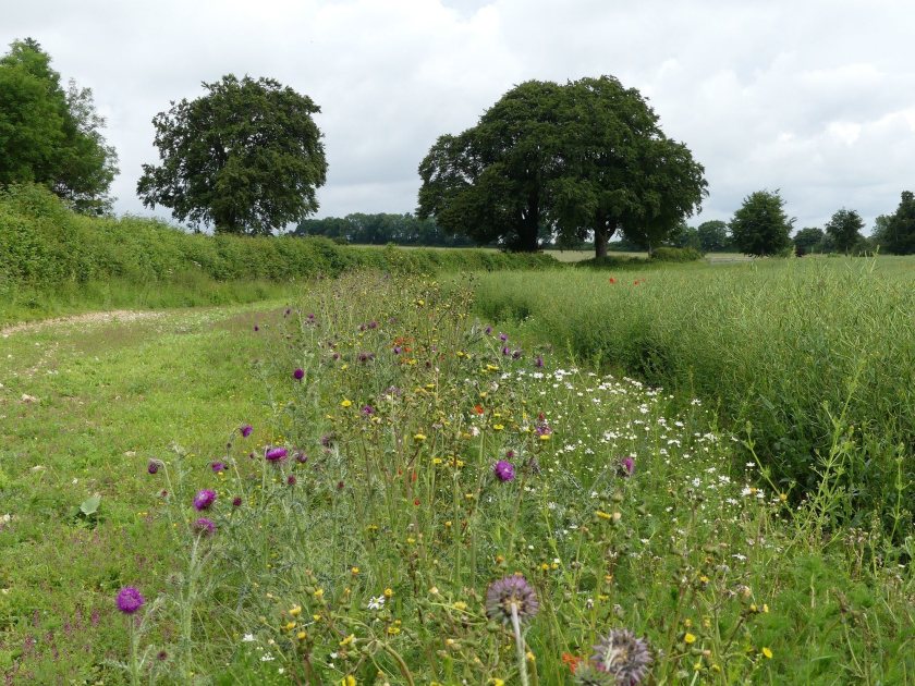 Malshanger Estate, Hampshire, has attracted birds after increasing wildflower margins on the farm