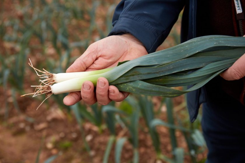 NFU Mutual has today launched a campaign urging farms to donate edible waste to food charity FareShare