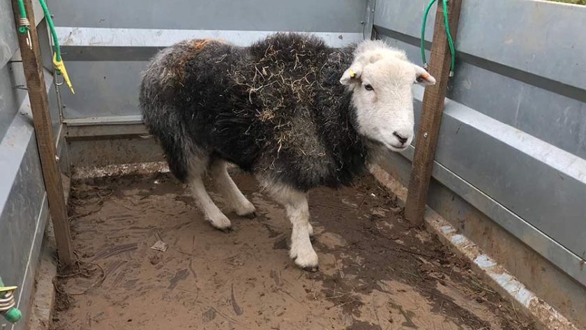 Farming groups say that pet owners should always ensure dogs are on a lead when around livestock