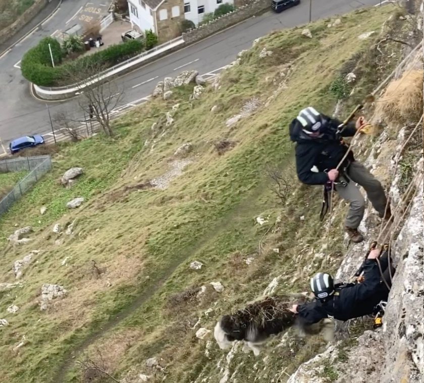 The sheep would have plunged to her death if it wasn't for the quick-thinking actions of a rescuer