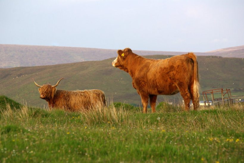 AHDB has told the council that the environmental impact of UK farming is a lot lower than the global average