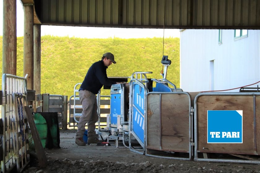 The livestock handling system is capable of weighing and drafting over 700 sheep an hour