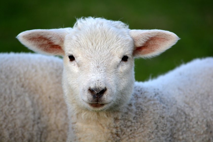 The insights from this study may assist lambing management, researchers at Hartpury University said