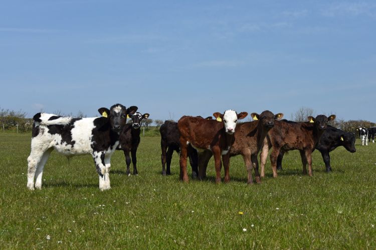 A limited supply of cattle in Britain has been identified as a key factor in current high farm-gate prices