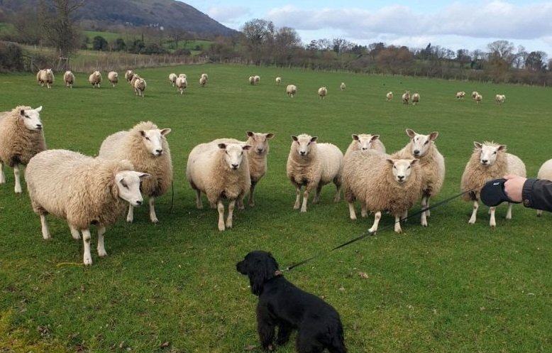 Livestock worrying incidents by dogs cause significant welfare concerns for sheep and serious upset to farmers