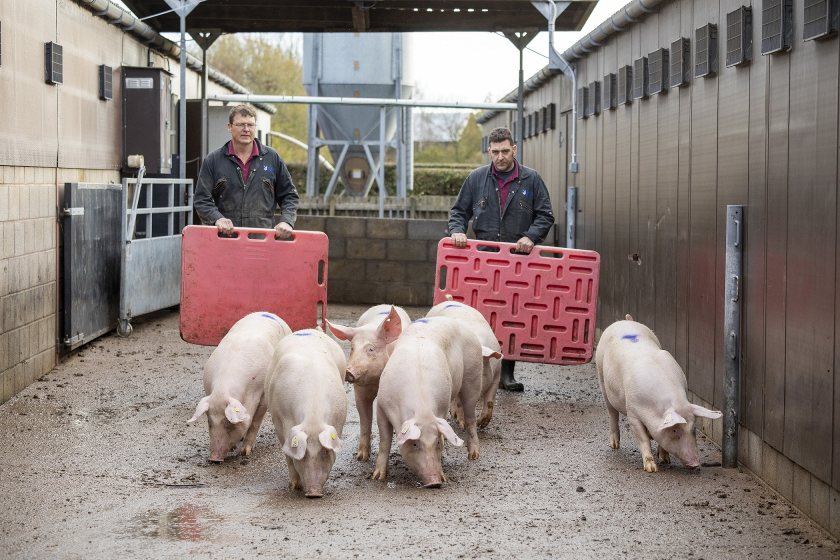 Those involved in the care, moving, and handling of pigs on farm needs to complete the training by 31 August