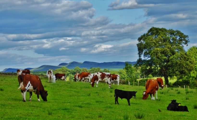 Owners Dianne and Eric Horn have developed a flourishing organic enterprise, including an organic dairy herd