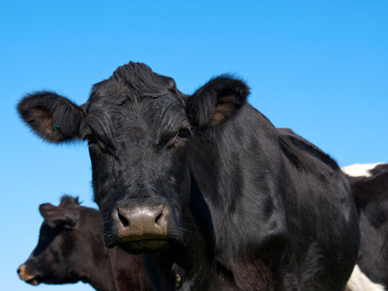 The standards are seen as an important part of the Scottish red meat industry’s Quality Assurance Scheme