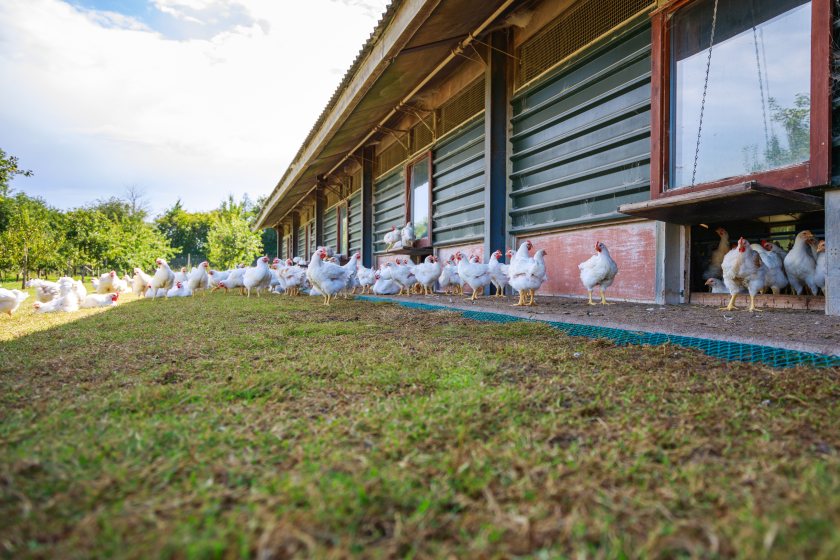 Capestone Organic Poultry Ltd is aiming to increase production to 120,000 free range birds a week