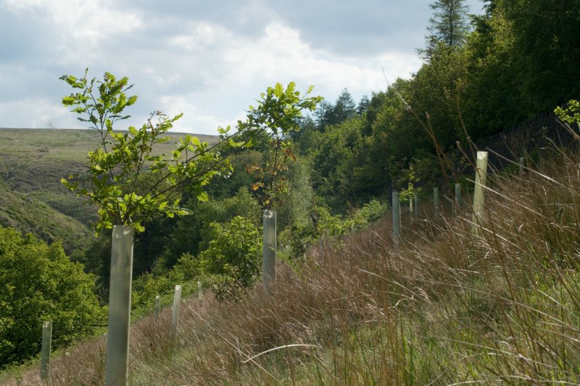 The government's ambition for farmers to plant more woodland is being curtailed, Carter Jonas warns