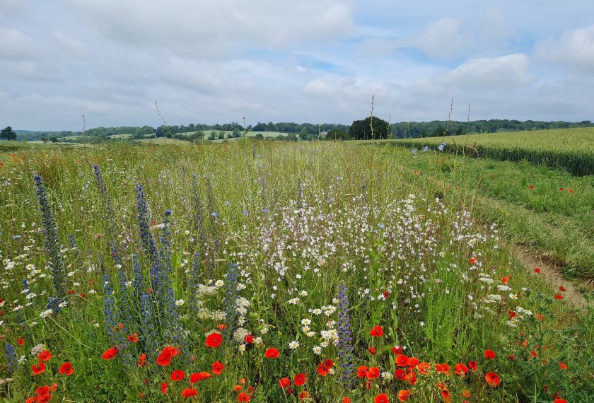 The seed mix is based on years of research into the ideal combination of plants to maximise biodiversity