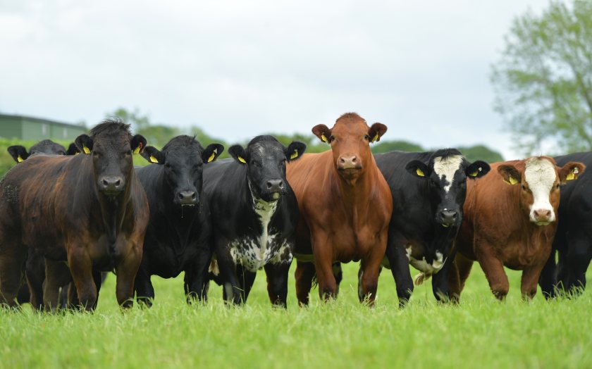 The on-farm sale, taking place on 30 April, will include over 200 continental cross in-calf heifers