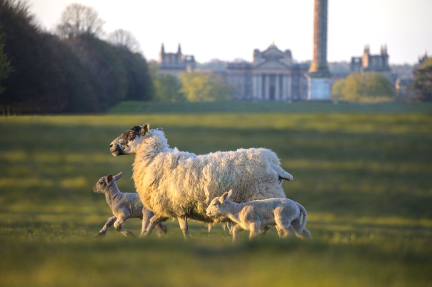 Shepherds are asking dog owners to act responsibly while visiting the estate in the run up to lambing season