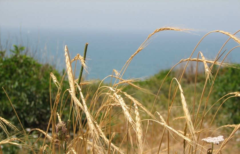 The species is known to possess many traits of agricultural importance such as resistance to major diseases