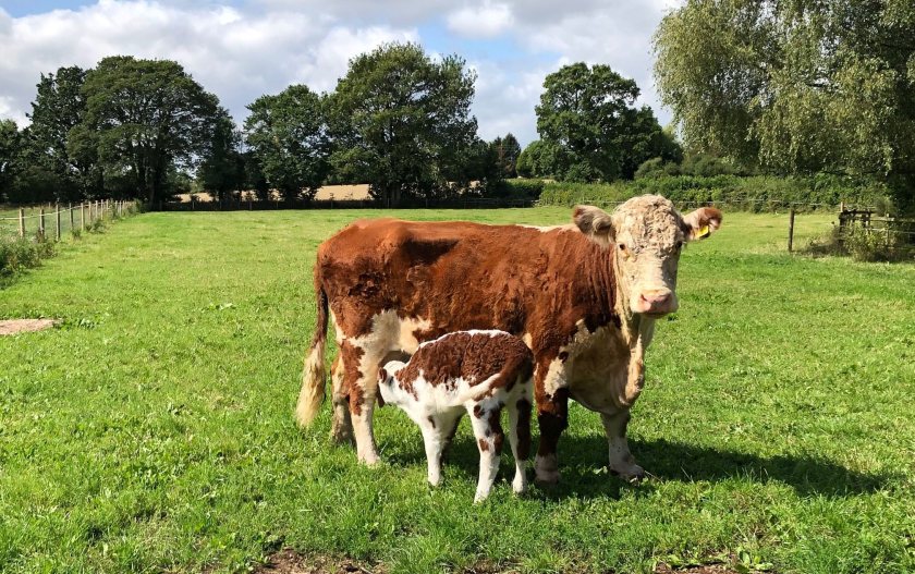 The largest certifier of organic land in the UK, Organic Farmers and Growers, has published a new manifesto