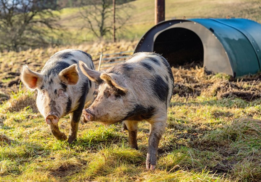A new study will look at how positive forms of social interaction in pigs can benefit animal welfare
