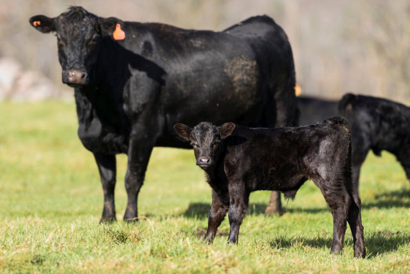The new guideline aims to identify the main drivers for GHG emissions in the beef cattle life cycle