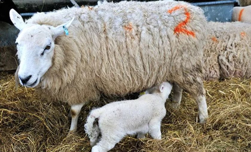 SBV is a relatively new disease to the UK, first identified in 2012-2013, and is transmitted by biting midges