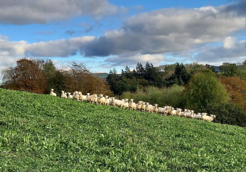 The group of four farmers hope to inspire others to reap the benefits from growing red clover