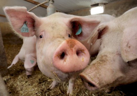 Fears are increasing that farmers will be forced to reduce pork production if the situation worsens