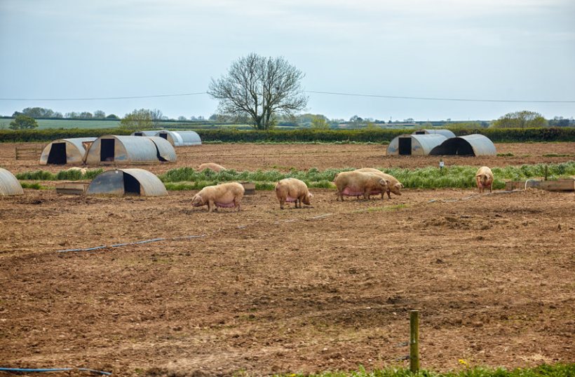 The pig sector has been badly affected, with 35,000 pigs culled due to a lack of butchers in plants to process them