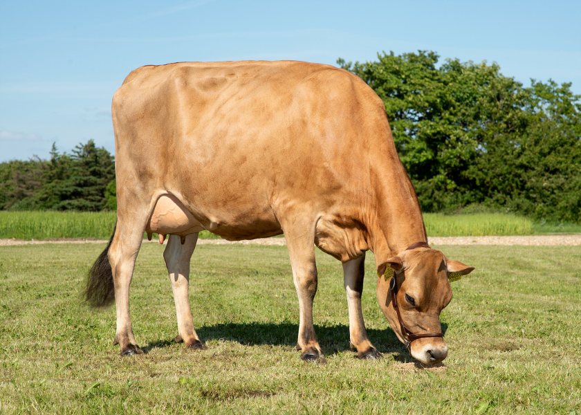 VJ Ravninggaard Huus Hamlet - number one Spring Calving Index (£SCI) bull. Photo of a daughter