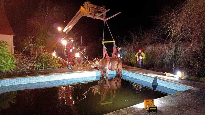 The bullock was trapped in the pool for four hours (Photo: Buckfastleigh Fire Station/Facebook)