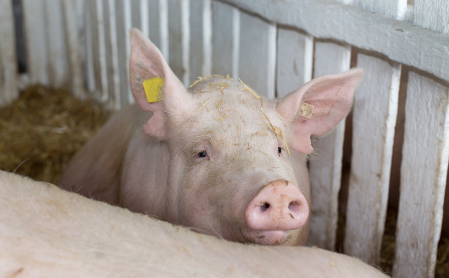 The National Pig Association says the situation remains 'incredibly perilous' for the UK pig sector