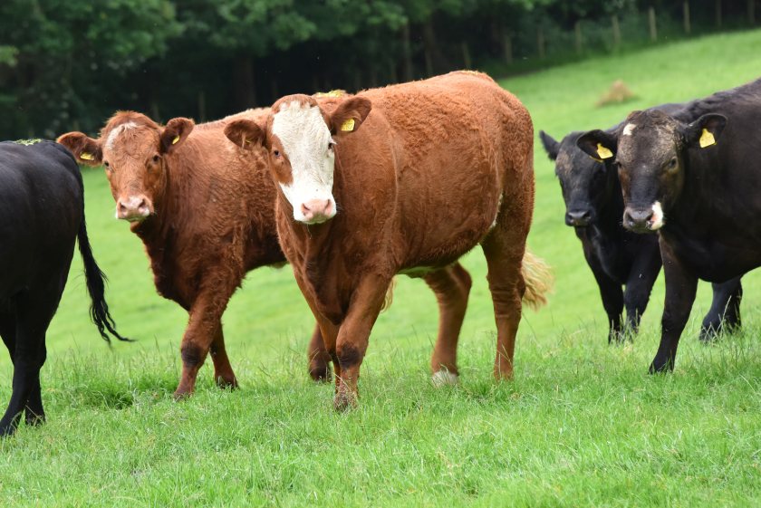Hybu Cig Cymru's report concludes that global supplies of beef will remain tight for the short to medium term