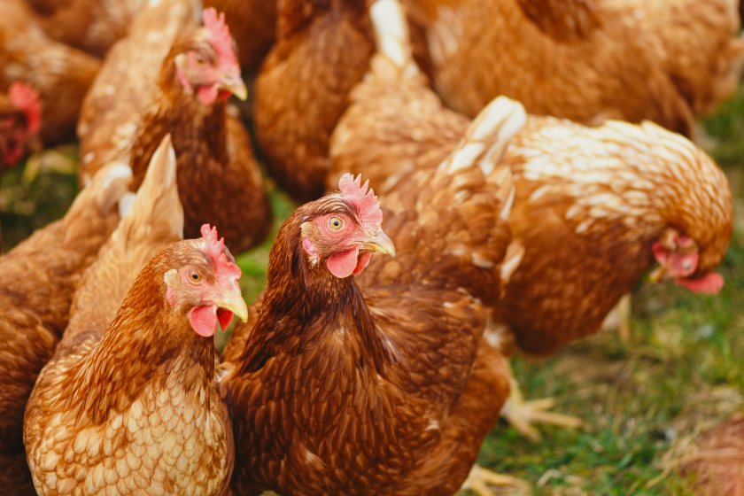 On the average poultry farm, feed can account for as much as 85% of the total carbon emissions
