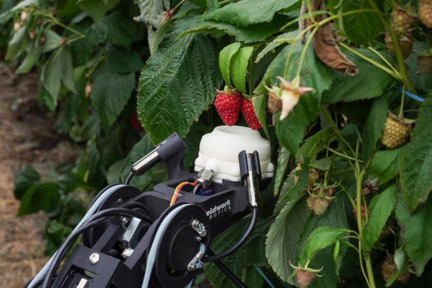 The sensor technology and grippers have been completely redesigned to reduce slippage and cut the harvesting time