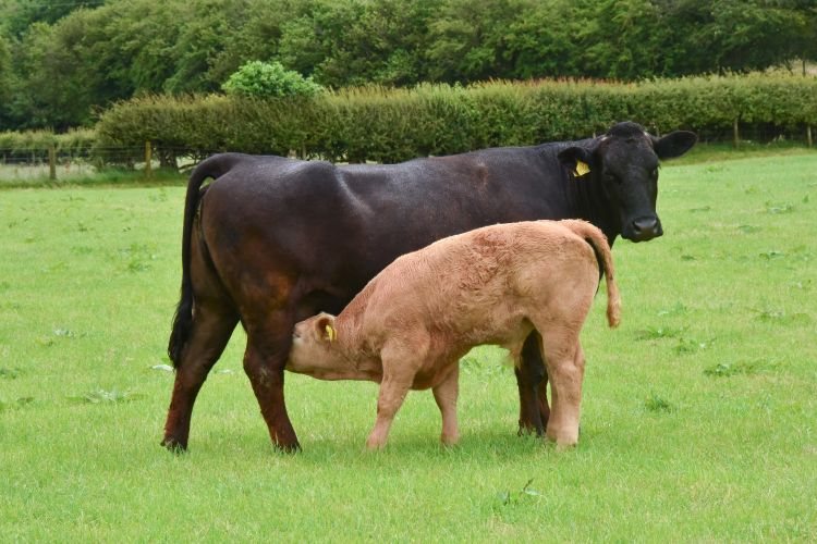 The project is seeking to increase the profitability and environmental credentials of beef farms in Wales