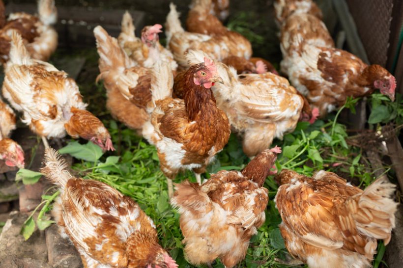 BFREPA has warned that free range egg producers were still at breaking point because of soaring costs of production