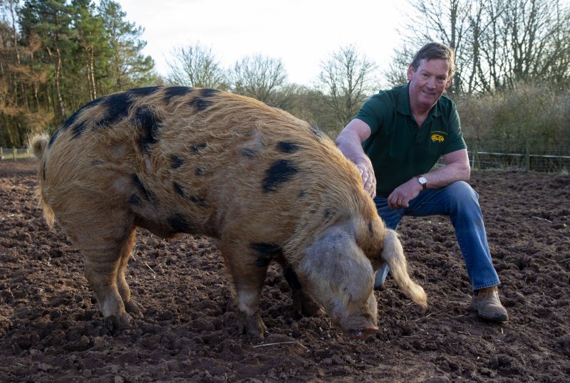 The Oxford Sandy and Black Pig Group is a registered charity seeking to boost the Oxford Sandy and Black pig breed
