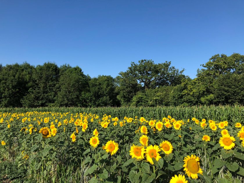 Customers are being encouraged to purchase a small quantity of sunflower seed to plant among their maize and cover crops