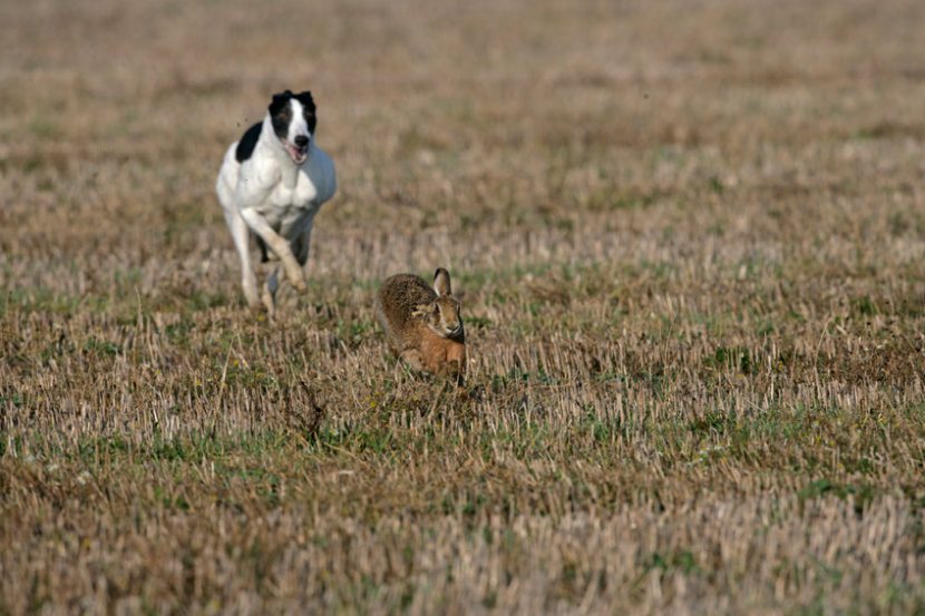 Police will gain more powers to tackle hare coursing following sustained lobbying by farming unions and rural organisations