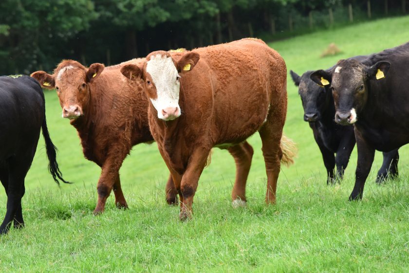 A surge in the cost of key farm inputs such as feed stuffs, fuel and fertiliser look set to flatten rising incomes, HCC says