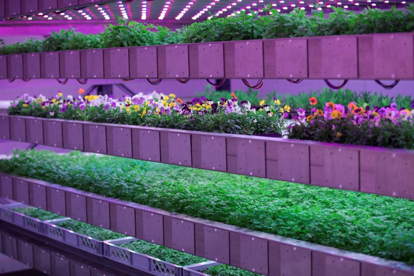 This first phase of development will see up to 6,400m2 of growing area in nine-metre-high growth towers, making it the UK's largest vertical farm