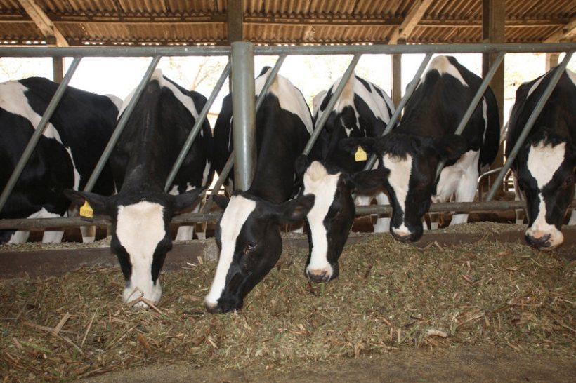 A survey of more than 200 dairy producers conducted by Zoetis found over 90 percent were practicing SDCT