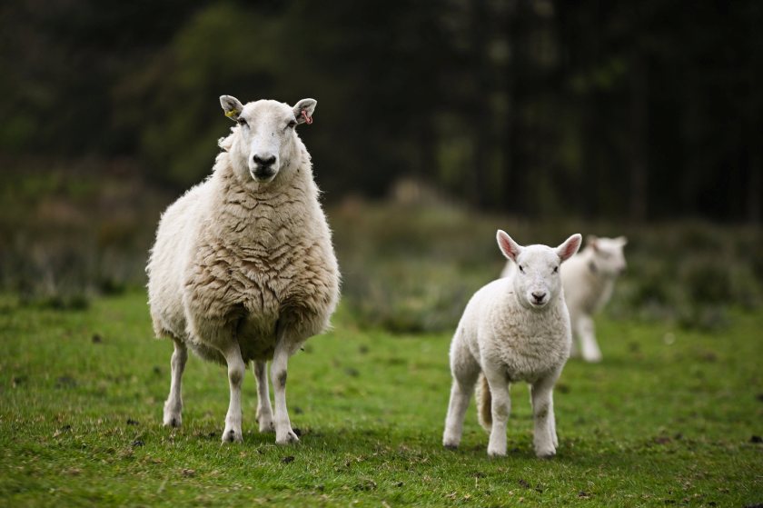 The hardy breed is gaining popularity in Wales where commercial breeders are recognising the value Northie blood can bring