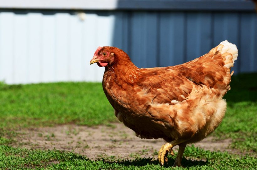 The new outbreak will be of renewed concern to the poultry sector, as it comes just days after Defra eased the UK's strict bird flu rules