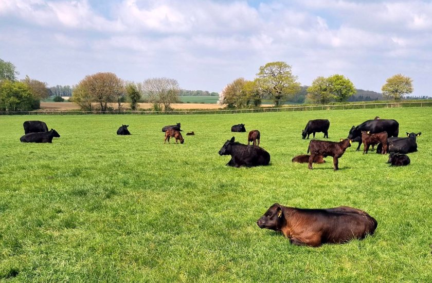 The highly-anticipated sale will take place on behalf of the renowned, multi award-winning Shadwell herd in Thetford, Norfolk