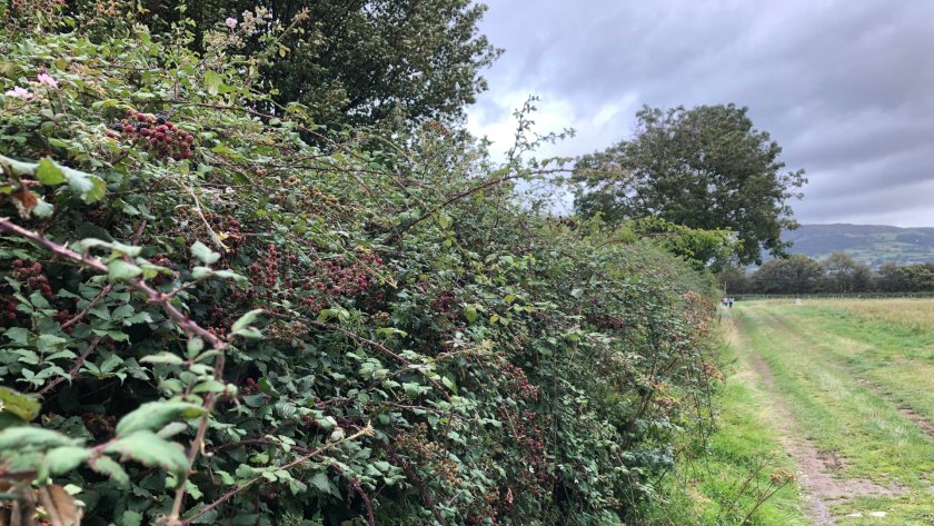 By trimming hedges less often and less severely, habitat for wildlife will improve, and livestock will also see benefits