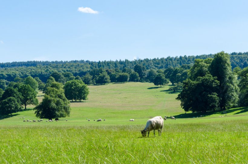 The Forestry Commission said the guide would help farmers and land managers protect the UK's woodlands and ensure their resilience