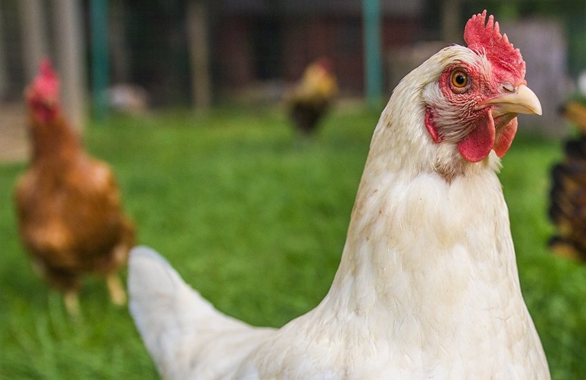 More than 2,300 corporate cage-free policies have been secured around the world - 982 of which had deadlines of 2021 or earlier