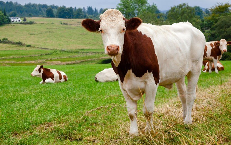 The project focuses on the management of grassland and grazing cattle to reduce greenhouse gas (GHG) emissions